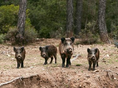 В Челябинской области ведётся масштабный учёт диких животных