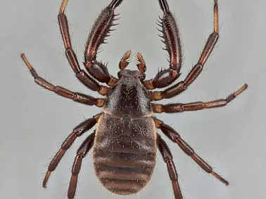 В Челябинске зарегистрирован первый в сезоне укус клеща