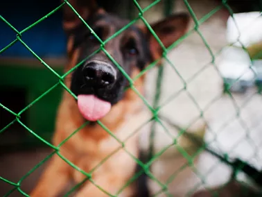 В Копейске отловлено почти 600 собак