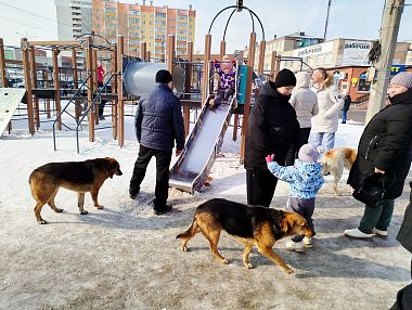 В Копейске продолжается отлов бродячих собак