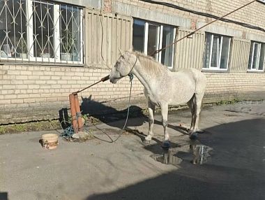  В Копейске полицейские вернули хозяину украденного коня