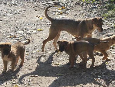 В Копейске ведётся отлов безнадзорных животных