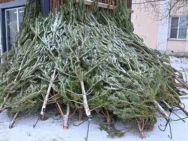 В Копейске напоминают: как правильно утилизировать новогодние ёлки