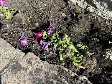 В Копейске страдают городские клумбы