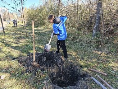 В Копейске высадили деревья на аллее Героев