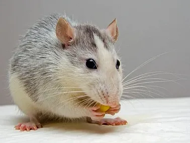 В Челябинской области от бешенства скончалась домашняя крыса