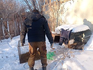 Копейские собаки отличаются умом и сообразительностью