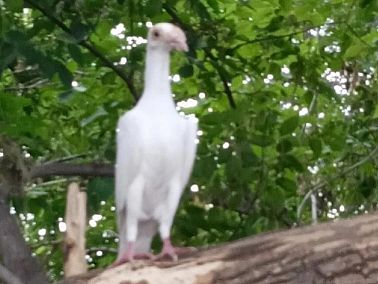 В Копейске появился редкий породистый голубь