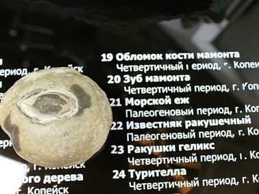 Морской ёж