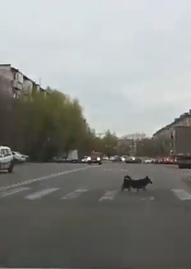 Народный репортер снял на видео законопослушную собаку на дороге