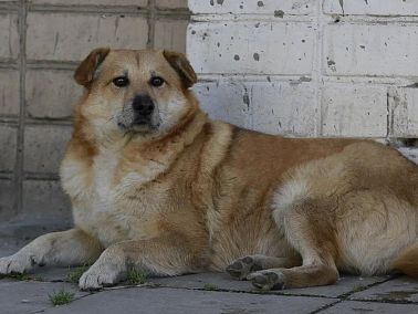 Жителя Челябинска осудили за жестокое обращение с животным  