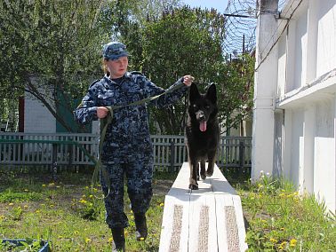 Четверть века в Копейске готовят служебных собак