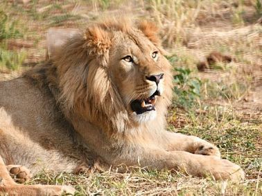 Челябинцам рассказали подробную историю переезда львенка и леопарда в Африку