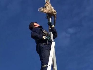 Застрявшую в фонарном столбе сову спасли в Челябинске