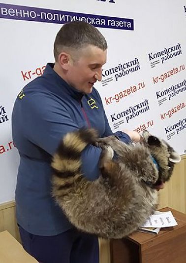 В редакции "КР" побывал енот-блогер Витя