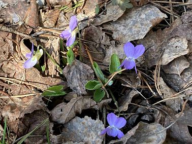 На Таганае фиолетовый первоцвет установил новый рекорд весны