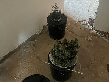 В Копейске пресечен факт незаконного выращивания наркосодержащих растений