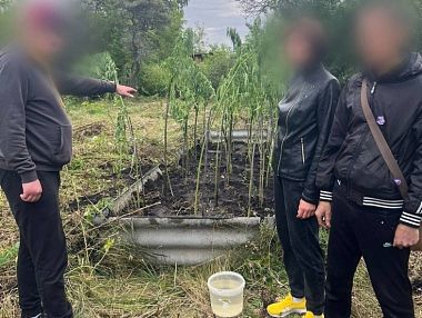 Полицейские задержали жителя Копейска, вырастившего больше 20 кустов конопли