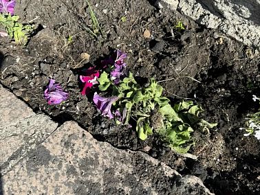 В Копейске страдают городские клумбы