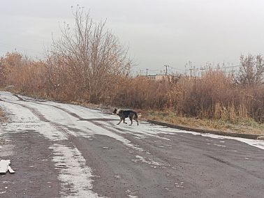 В Копейске продолжается борьба с бродячими собаками