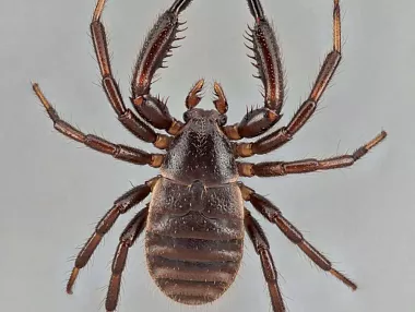 В Челябинске зарегистрирован первый в сезоне укус клеща