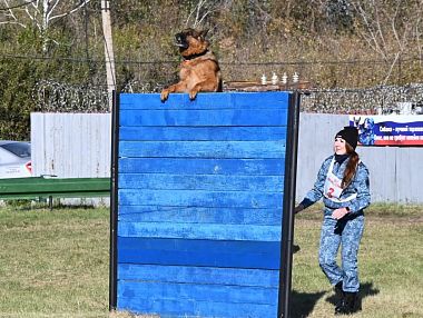 Лучшие кинологи области соревнуются в Копейске