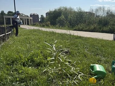 В парке Победы высадили новые ивы